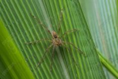 Aranha 65 <em>(2285)</em>