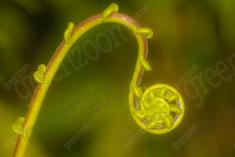 Flor 212 <em>(2286)</em>