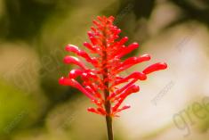 Flor 213 <em>(2287)</em>