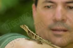 lagarto 11 <em>(2288)</em>