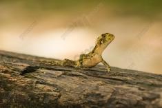 Lagarto 12 <em>(2289)</em>