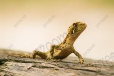 Lagarto 34 <em>(2290)</em>