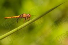 Libelula 70 <em>(2291)</em>