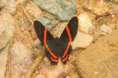 Borboleta 165 <em>(2292)</em>