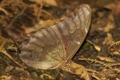 Borboleta 166 <em>(2294)</em>