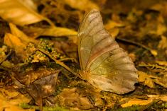 Borboleta 141 <em>(2295)</em>