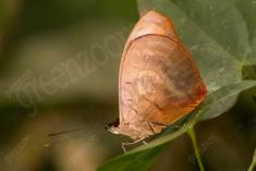 Borboleta 167 <em>(2296)</em>