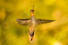 Beija Flor 53 <em>(2297)</em>