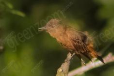 Gibão de Couro 1 <em>(2298)</em>