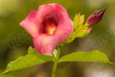 Flor 214 <em>(2299)</em>