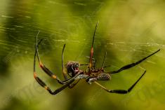 Aranha 3 <em>(23)</em>