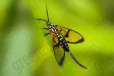 Inseto 187 <em>(2300)</em>