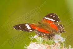 Borboleta 168 <em>(2301)</em>