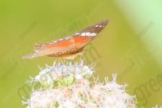 Borboleta 169 <em>(2302)</em>