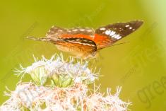 Borboleta 170 <em>(2303)</em>