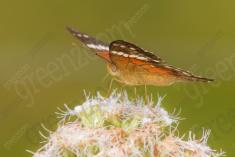 Borboleta 171 <em>(2304)</em>