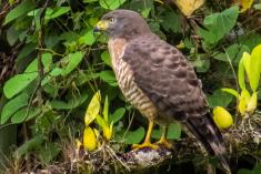 Gavião 3 <em>(2305)</em>