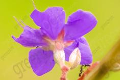 Flor 215 <em>(2306)</em>