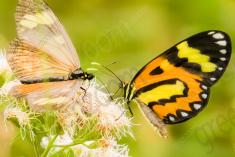 Borboleta 172 <em>(2307)</em>