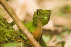 Lagarto 23 <em>(2308)</em>