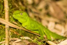 Lagarto 24 <em>(2309)</em>