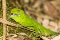 Lagarto 25 <em>(2310)</em>