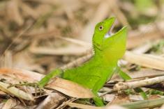 Lagarto 26 <em>(2311)</em>