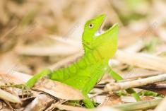 Lagarto 27 <em>(2312)</em>