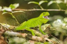 Lagarto 28 <em>(2313)</em>