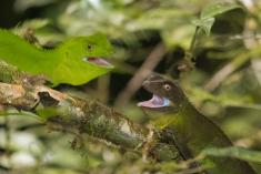 Lagarto 29 <em>(2314)</em>