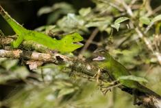 Lagarto 30 <em>(2315)</em>