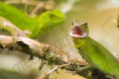 Lagarto 31 <em>(2316)</em>