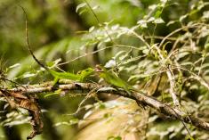 Lagarto 32 <em>(2317)</em>