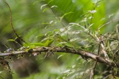 Lagarto 33 <em>(2318)</em>