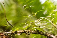 lagarto 14 <em>(2319)</em>