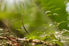 Lagarto 15 <em>(2320)</em>