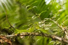 Lagarto 16 <em>(2321)</em>