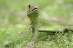 Lagarto 17 <em>(2322)</em>