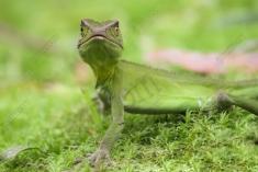 Lagarto 18 <em>(2323)</em>