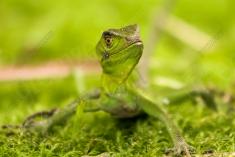 Lagarto 19 <em>(2324)</em>