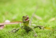 Lagarto 20 <em>(2325)</em>