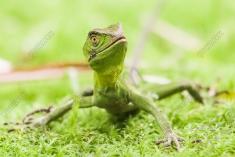 Lagarto 21 <em>(2326)</em>