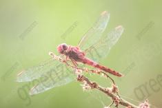Libelula 71 <em>(2327)</em>
