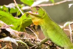 Lagarto 13 <em>(2329)</em>