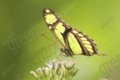 Borboleta 173 <em>(2330)</em>