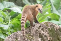 Quati 12 <em>(2331)</em>