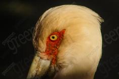 Cegonha Branca 8 <em>(2332)</em>