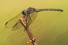 Libelula 72 <em>(2333)</em>