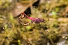 Libelula 73 <em>(2334)</em>