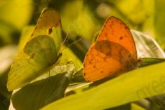 Borboleta 158 <em>(2335)</em>